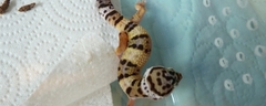 femelle - Hypotangerine het tremper - nee le 16.07.13